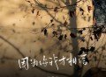 苏星婕《因为你我才相信》[FLAC/MP3-320K]网盘下载